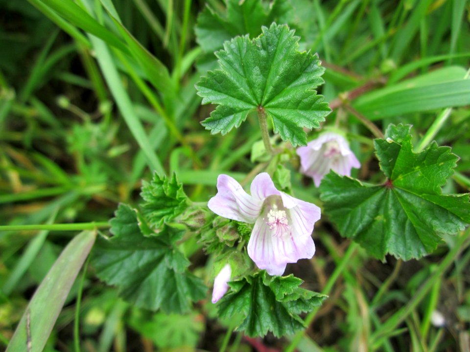 20130601Wegmalve_Hockenheim1