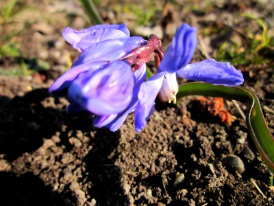 20130402Scilla_siberica2