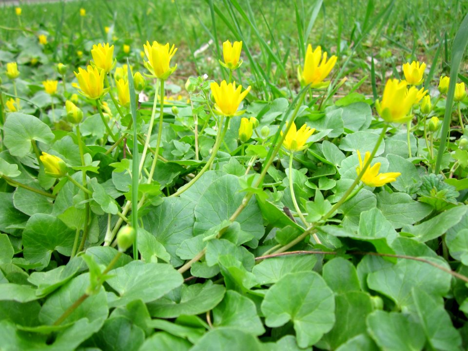 20130421Ficaria_verna1