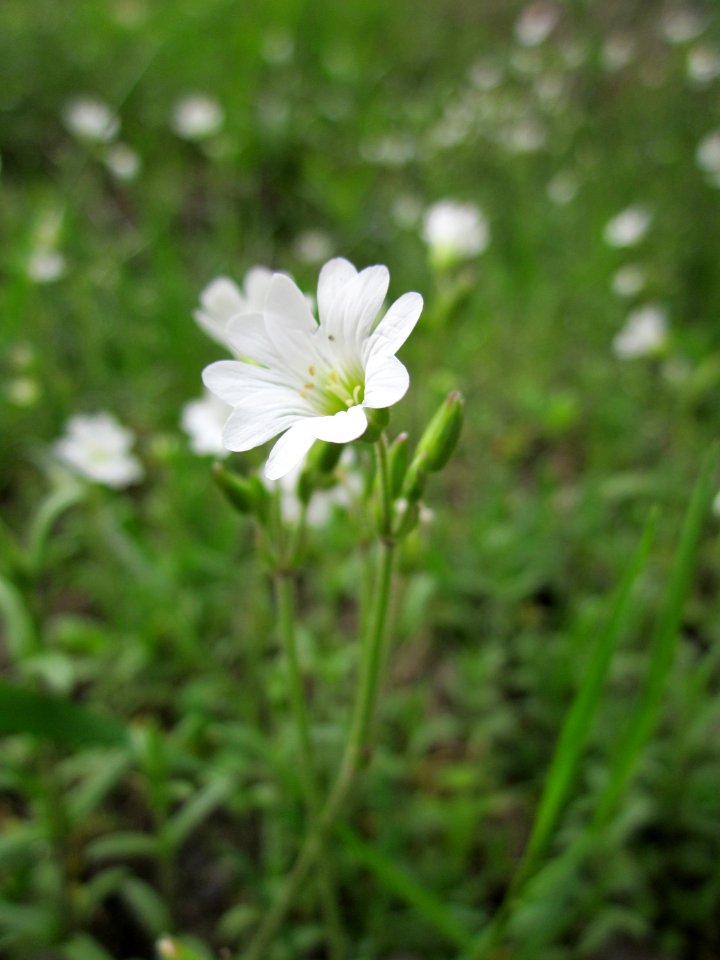 20130428Cerastium_arvense3
