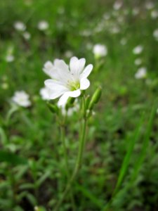 20130428Cerastium_arvense3
