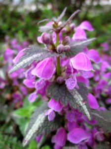 20130421Lamium_maculatum1