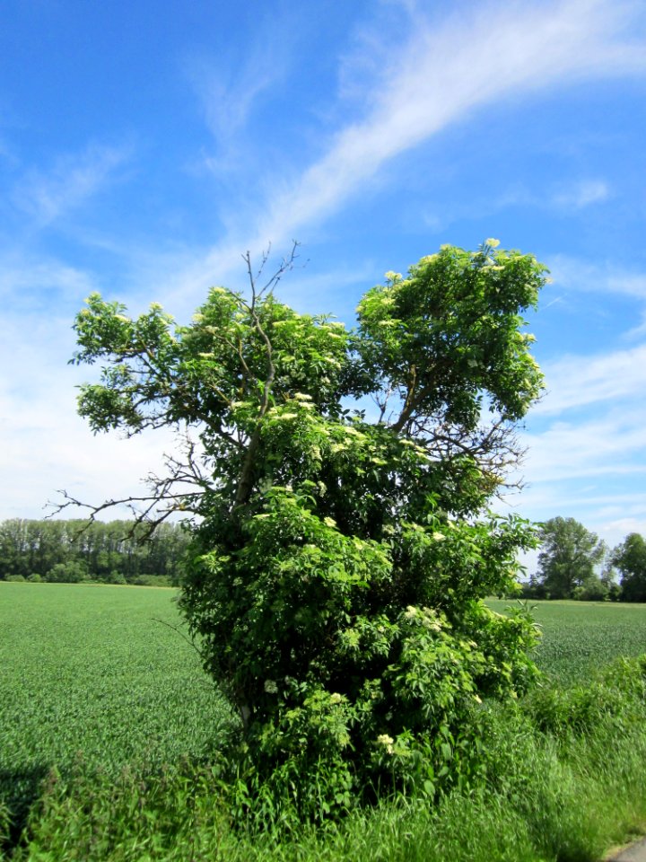 20130602Holunder_Hockenheim2