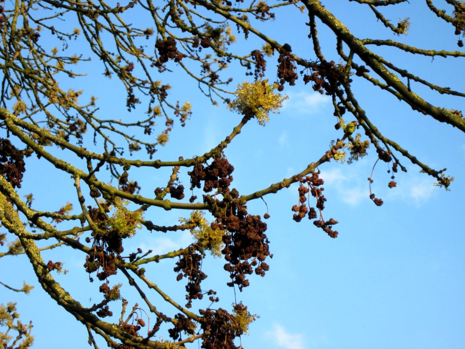 20130418Esche_Merzig2