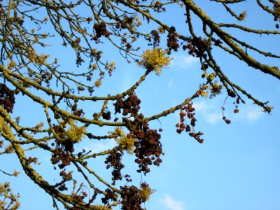 20130418Esche_Merzig2