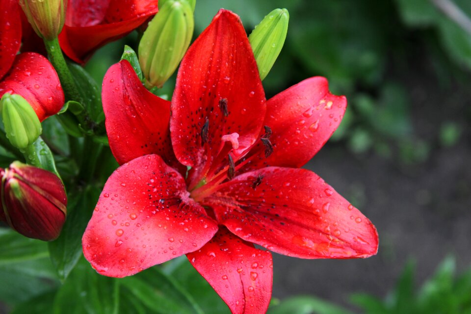 Closeup bloom macro photography