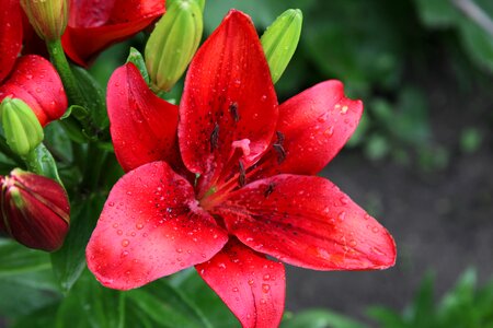 Closeup bloom macro photography