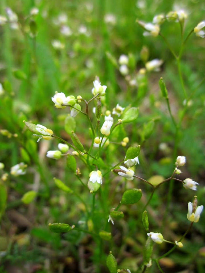 20130421Draba_verna1
