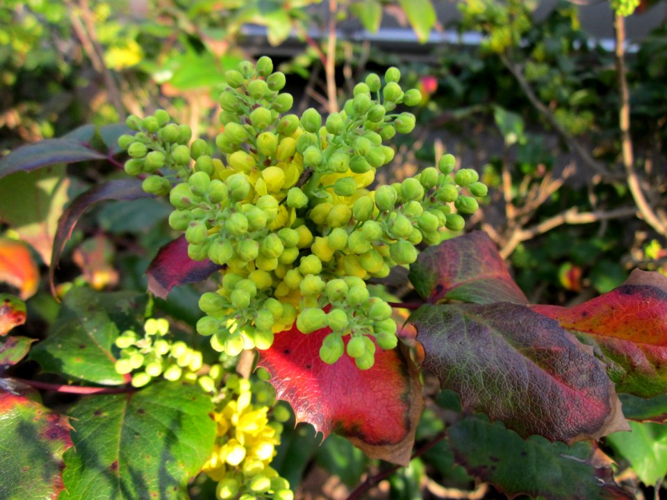 20130418Mahonie_Merzig6