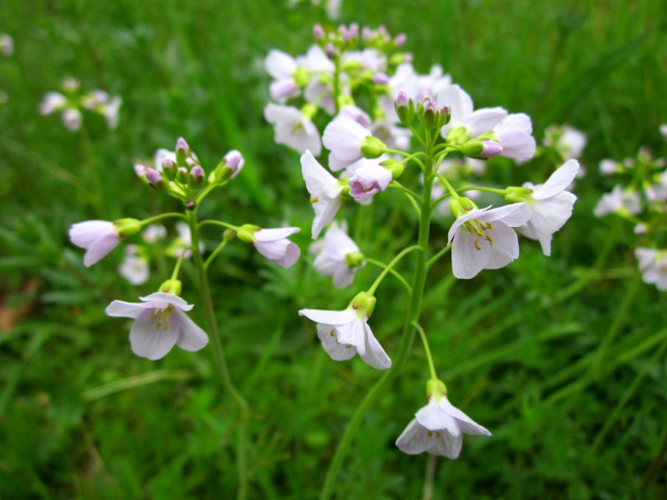 20130421Cardamine_pratensis2