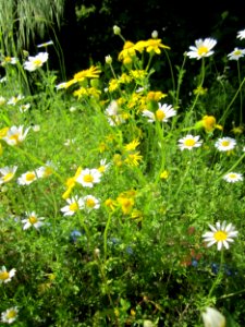 20130530Kamille_Greiskraut_Altlussheim