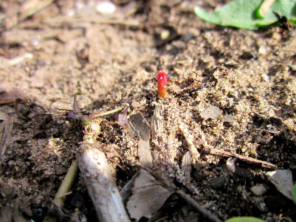 20130417Reynoutria_japonica2