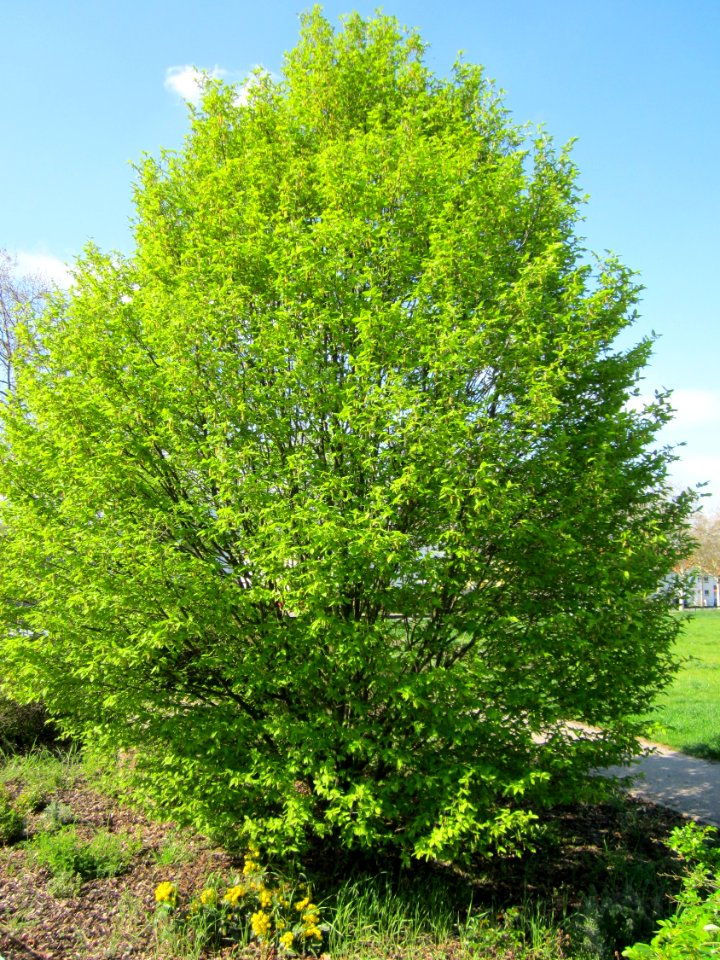 20130423Hainbuche_Hockenheim