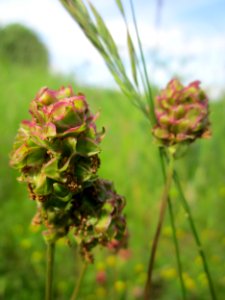 20130530Wiesenknopf_Altlussheim2