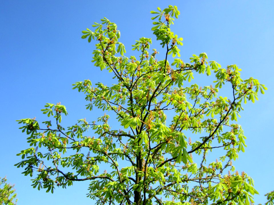 20130423Rosskastanie_Hockenheim05