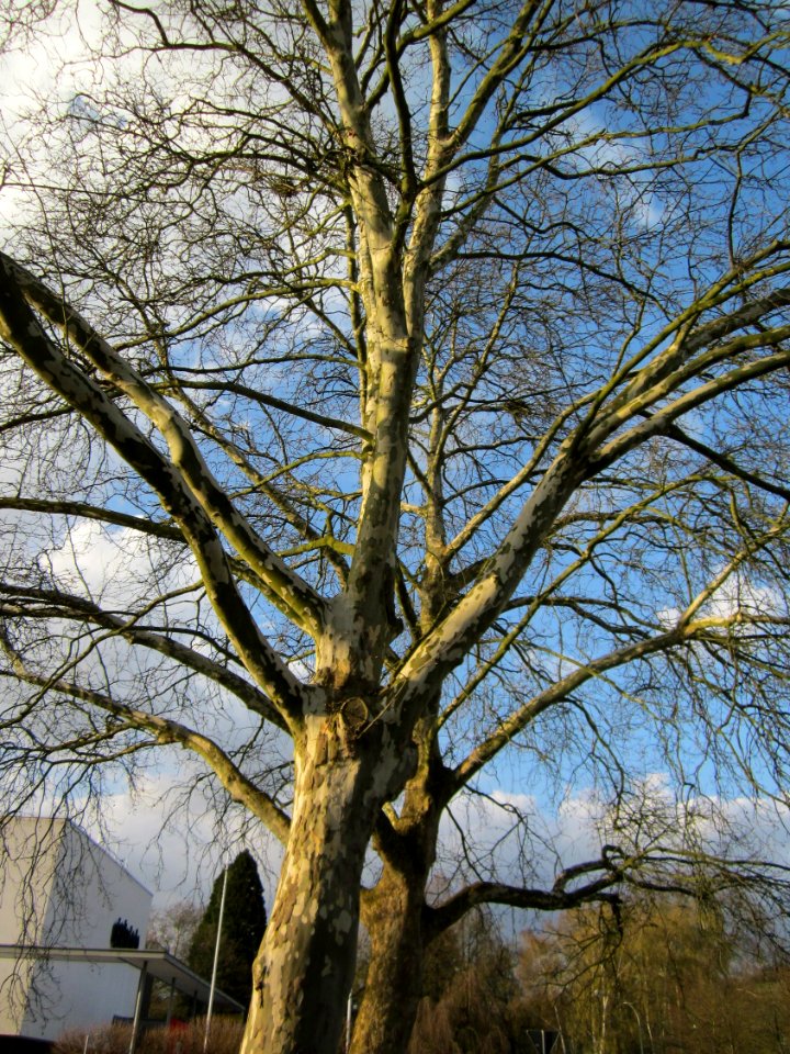 20130418Platane_Merzig