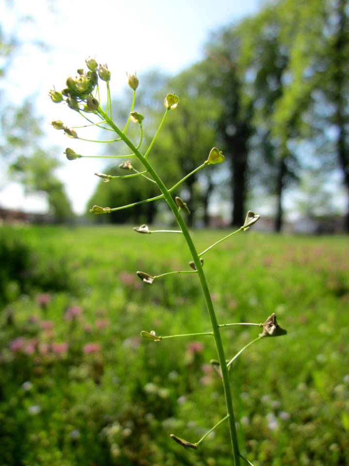 20130423Hirtentaeschel_Hockenheim1