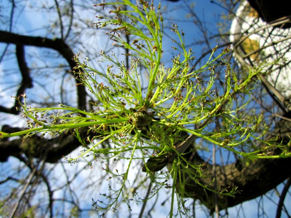 20130423Esche_Wasserturm_Hockenheim2