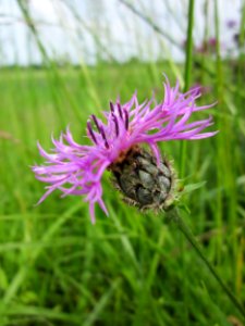 20130602Flockenblume_Altlussheim3