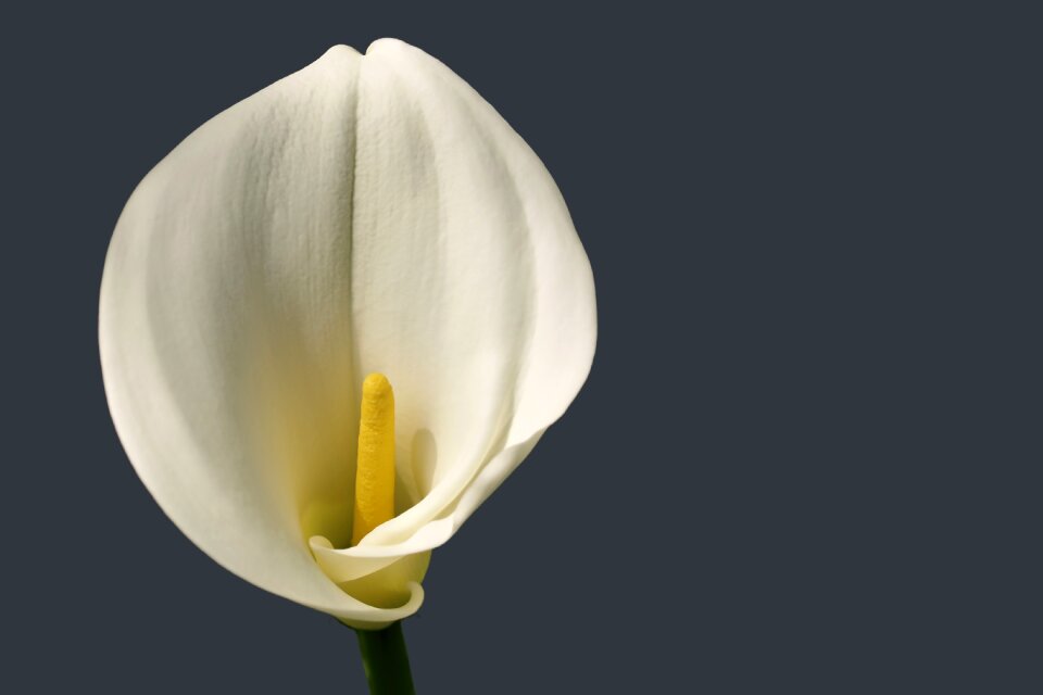 Bloom calla white blossom black background