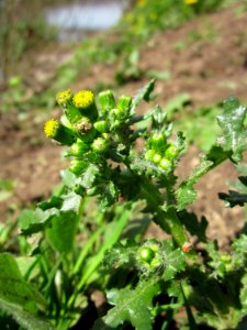 20130417Senecio_vulgaris2