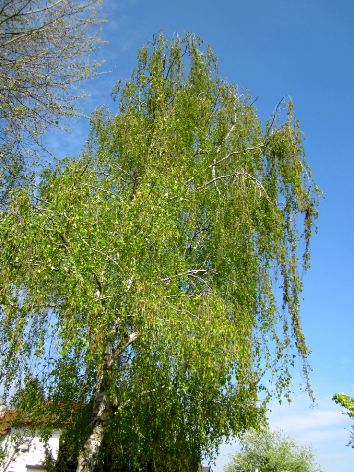 20130423Birke_Hockenheim2