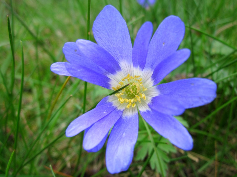20130421Anemone_blanda2
