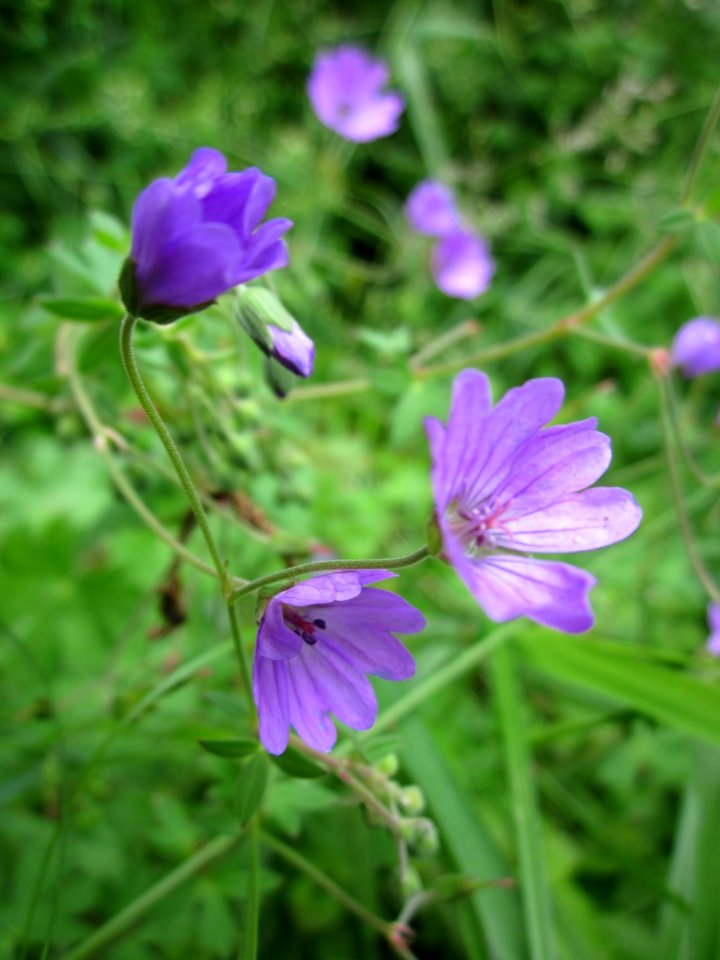 20130601Storchenschnabel_Hockenheim