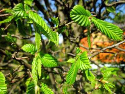 20130423Hainbuchenhecke_Hockenheim2