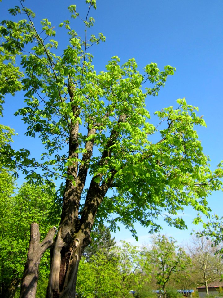 20130423Rosskastanie_Hockenheim03