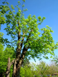 20130423Rosskastanie_Hockenheim03