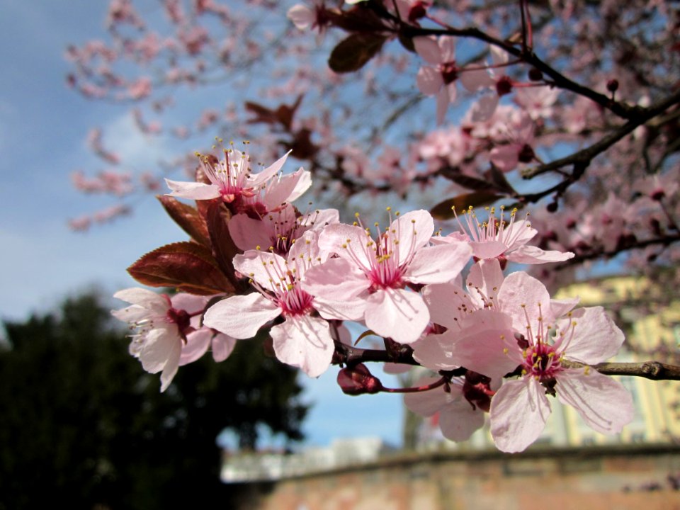 20130417Prunus_cerasifera_Saarbruecken2