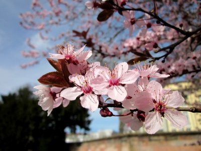 20130417Prunus_cerasifera_Saarbruecken2