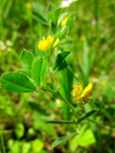 20130530Medicago_minima_Altlussheim3