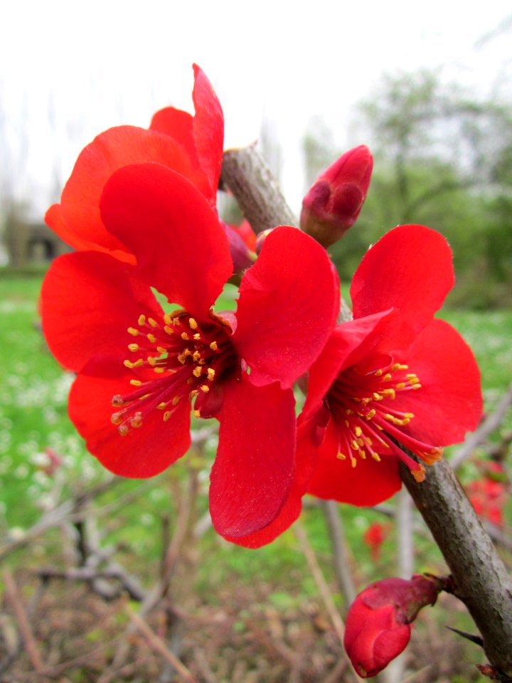20130421Chaenomeles_sp1