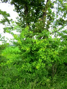 20130601Weissdorn_Hockenheim1