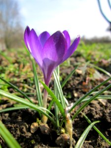 20130322Crocus_tommasinianus3