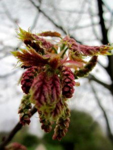 20130420Roteiche_Saarbrücken