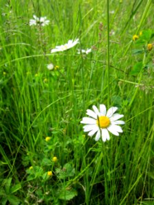 20130530Margerite_Altlussheim2