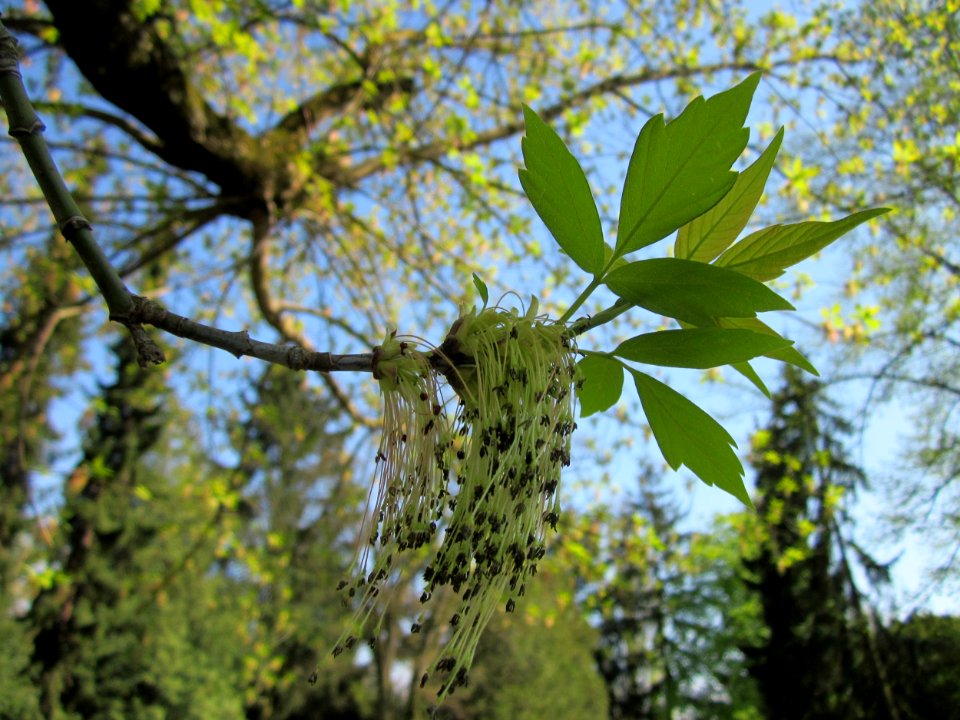 20130423Eschenahorn_Friedhof_Hockenheim3