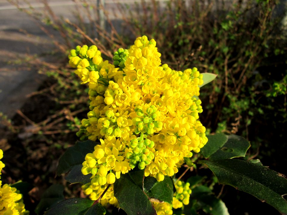 20130418Mahonie_Merzig2
