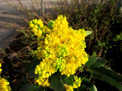 20130418Mahonie_Merzig2