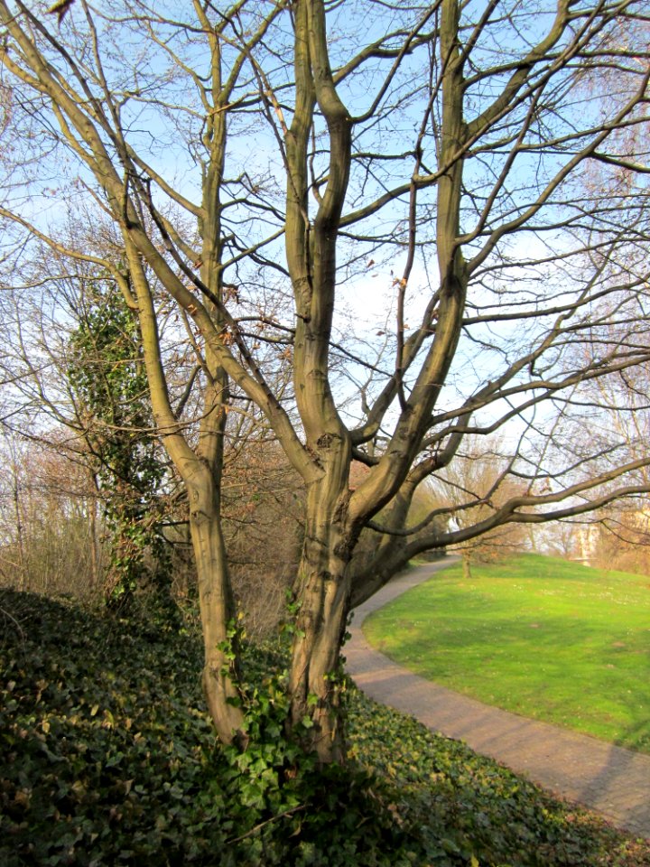20130322Hainbuche_Hockenheim05