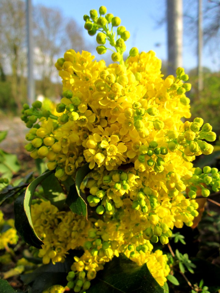 20130418Mahonie_Merzig1