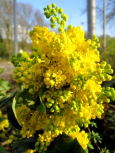 20130418Mahonie_Merzig1
