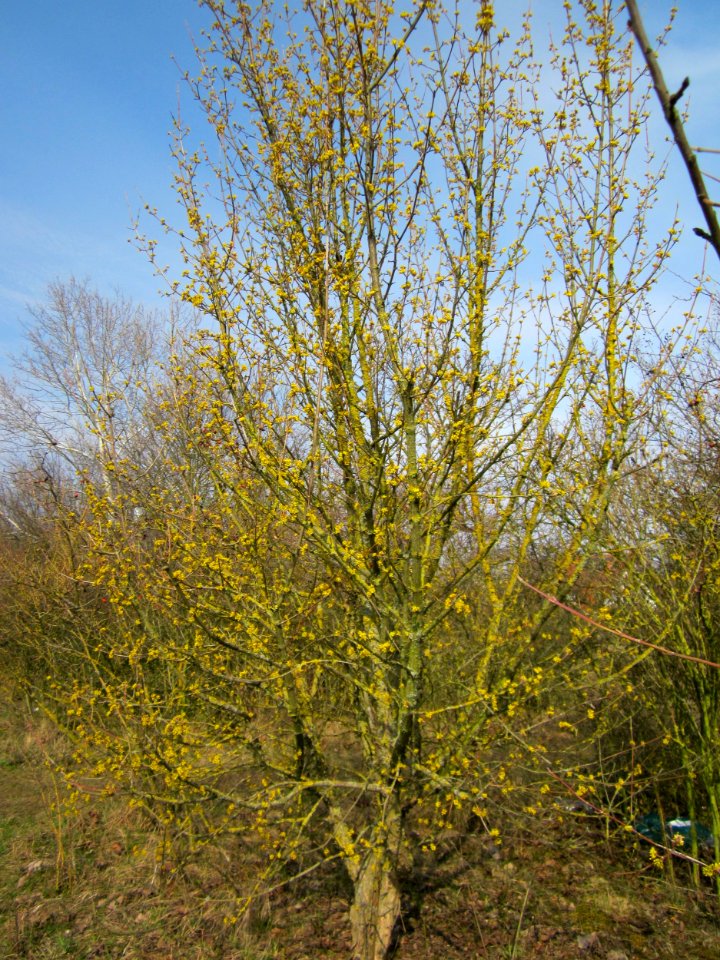 20130324Kornelkirsche_Reilingen2