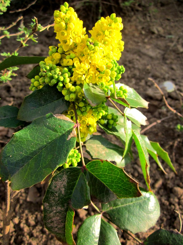 20130418Mahonie_Merzig4