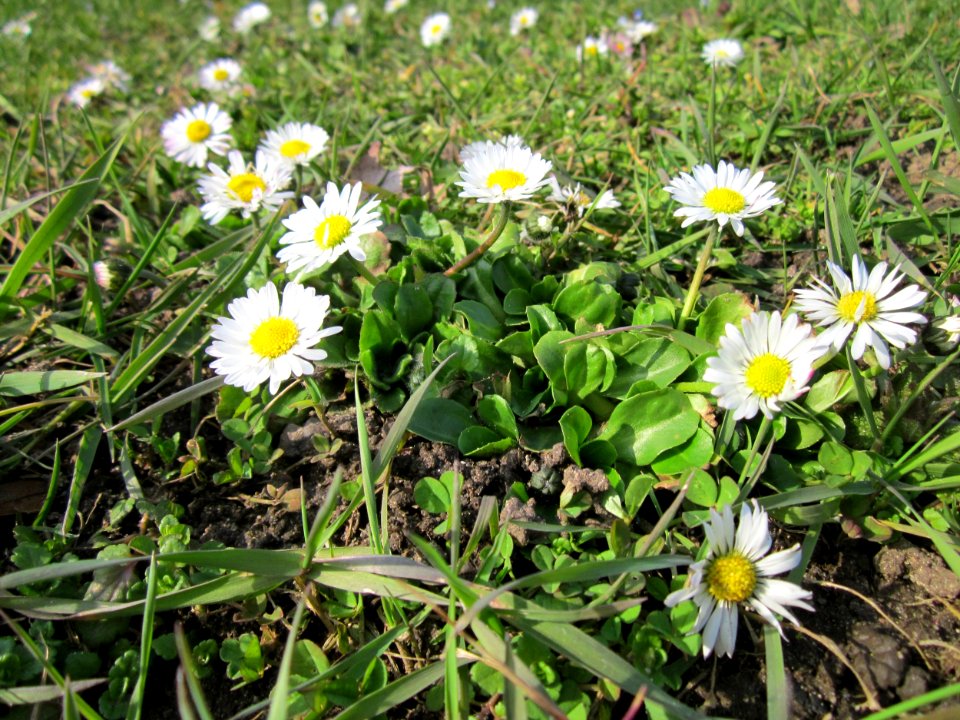 20130322Gaensebluemchen_Hockenheim1