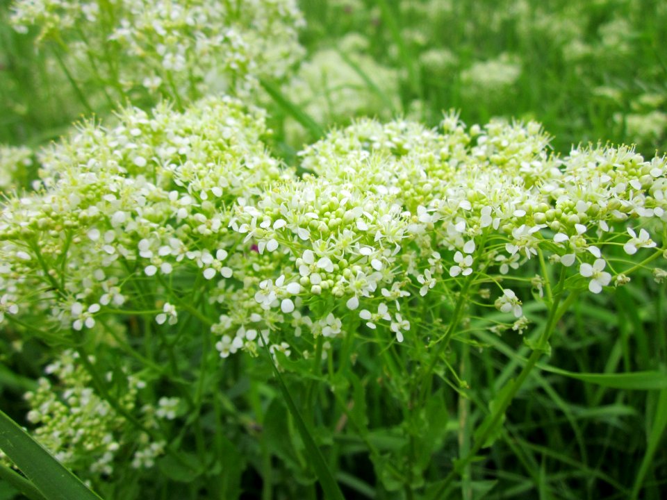 20130515Landesgartenschaupark_Hockenheim02