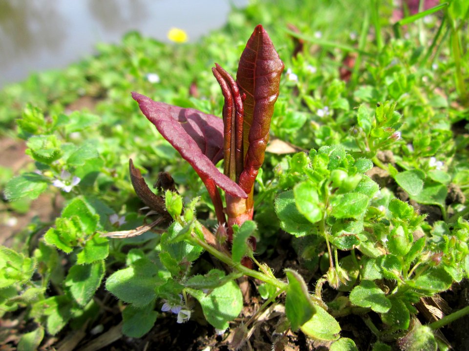 20130417Reynoutria_×_bohemica